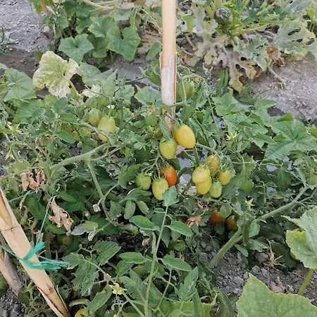 Appartement Wonderfull Sea View Ii *