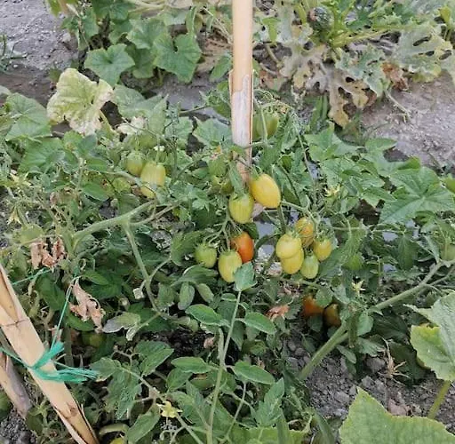 Apartmán Wonderfull Sea View Ii *